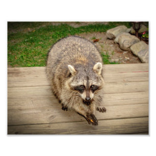 Raccoon met chip foto afdruk