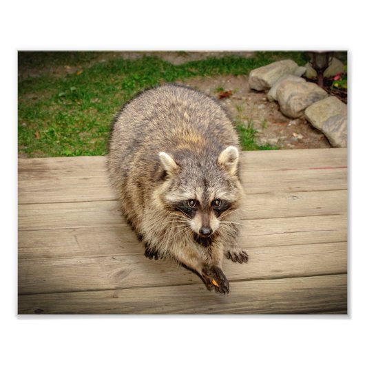 Raccoon met chip foto afdruk (Voorkant)
