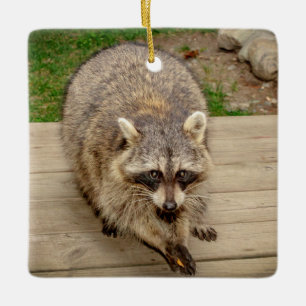 Raccoon met chip keramisch ornament