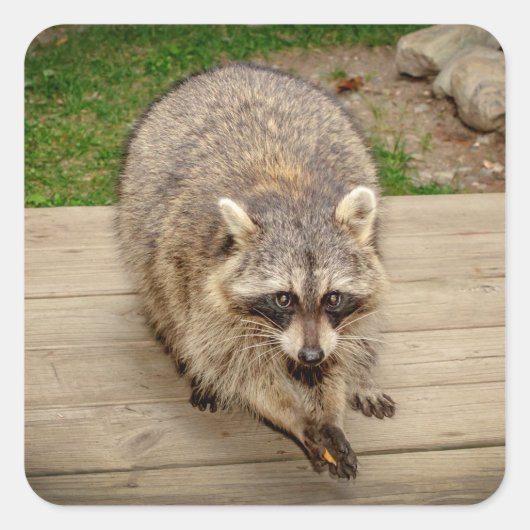 Raccoon met chip vierkante sticker (Voorkant)