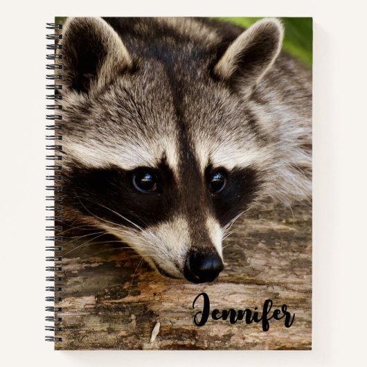 Raccoon mignon reposant sur un journal (Devant)