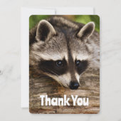 Raccoon mignon reposant sur un Merci de journal (Devant)
