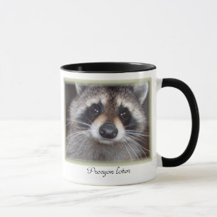 Raccoon-mok - Procyonlotor Mok