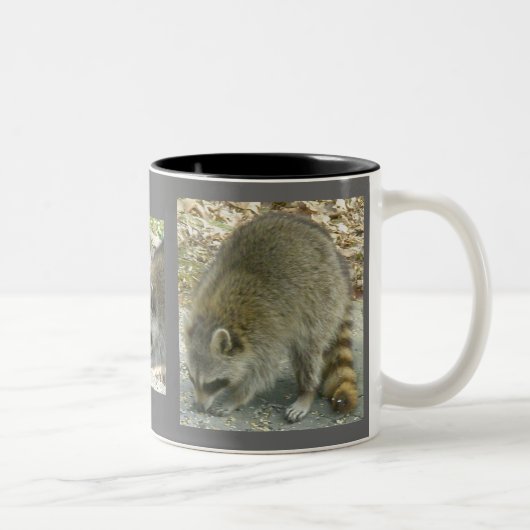 Raccoon on Rock Mok (Rechts)