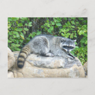 Raccoon op Briefkaart