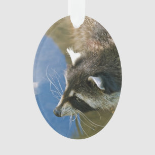 Raccoon Ornament