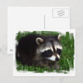 Raccoon Photo Briefkaart (Voorkant / Achterkant)