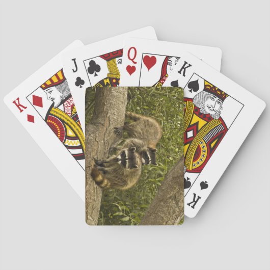 Raccoon Pokerkaarten (Achterkant)