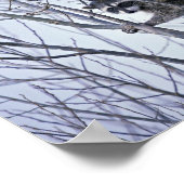 Raccoon Poster (Hoek)