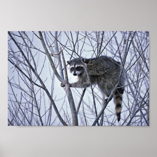 Raccoon Poster (Voorkant)