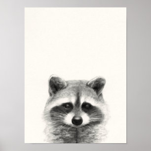 Raccoon potlood Tekening Poster