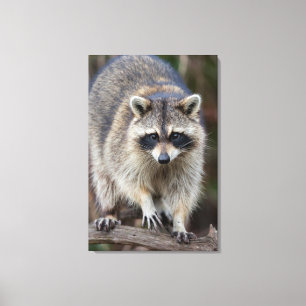Raccoon, Procyon lotor, Florida, Verenigde Staten  Canvas Afdruk