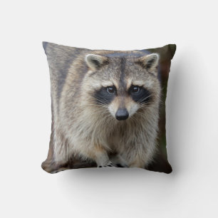 Raccoon, Procyon lotor, Florida, Verenigde Staten  Kussen