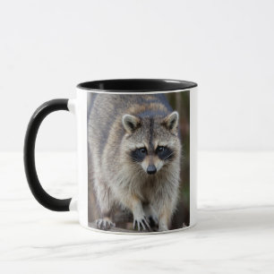 Raccoon, Procyon lotor, Florida, Verenigde Staten  Mok