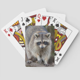 Raccoon, Procyon lotor, Florida, Verenigde Staten  Pokerkaarten