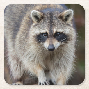 Raccoon, Procyon lotor, Florida, Verenigde Staten Vierkante Kartonnen Onderzetter