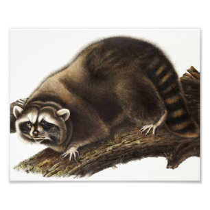 Raccoon (Procyonlotor) Illustratie Foto Afdruk