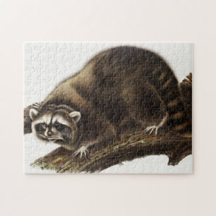 Raccoon (Procyonlotor) Illustratie Legpuzzel