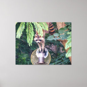 Raccoon Raiding the Bird Feeder Canvas Afdruk