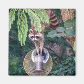 Raccoon Raiding the Bird Feeder Magneet (Voorkant)