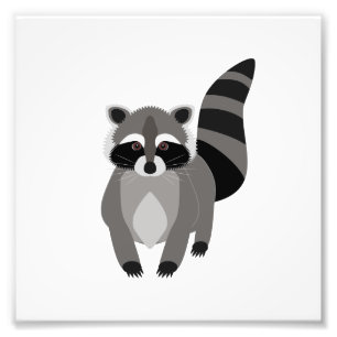 Raccoon Rascal Foto Afdruk