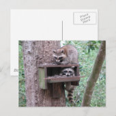 Raccoon Rascals Briefkaart (Voorkant / Achterkant)