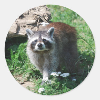 Raccoon Ronde Sticker