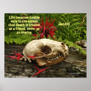 Raccoon schedel oud logboek met varens en rode Mon Poster
