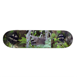 Raccoon Skateboard