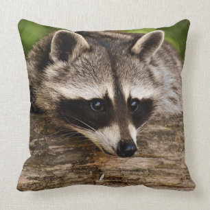 Raccoon Square Sierkussen