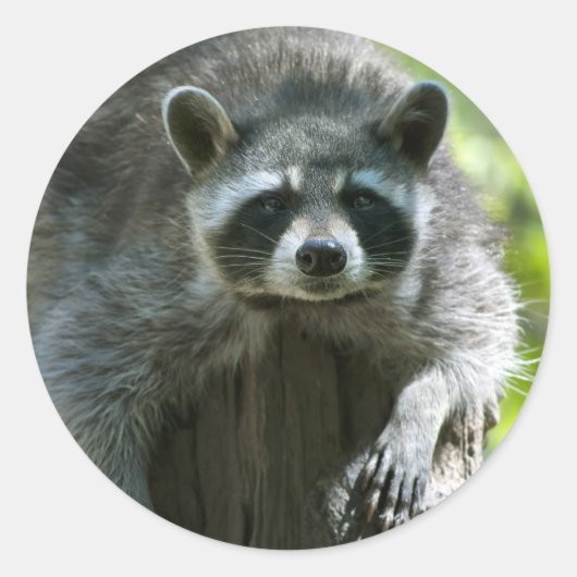 Raccoon Stickers (Voorkant)