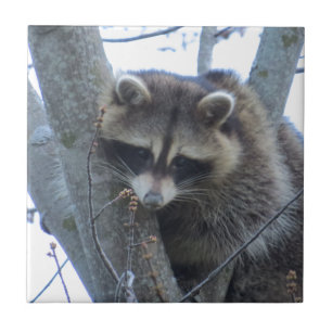 Raccoon Tegeltje