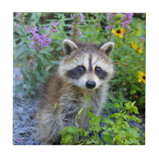 Raccoon Tegeltje