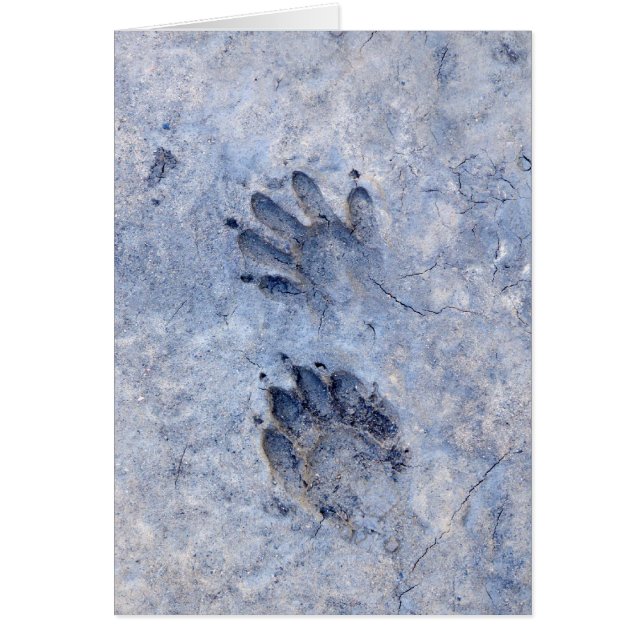 Raccoon Tracks-1 (Voorkant)