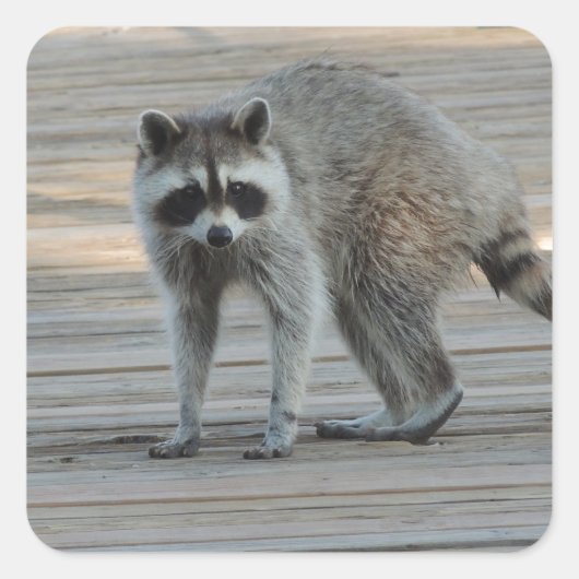 Raccoon Vierkante Sticker (Voorkant)