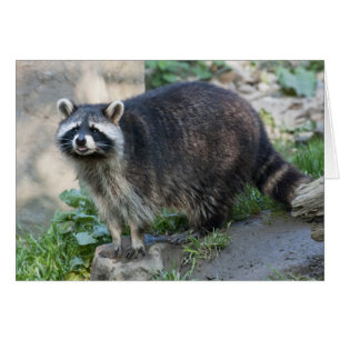 Raccoon Wenskaart