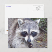Raccoon Wildlife Series # 8 Carte postale (Devant / Derrière)