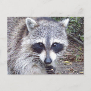 Raccoon Wildlife Series # 8 Carte postale