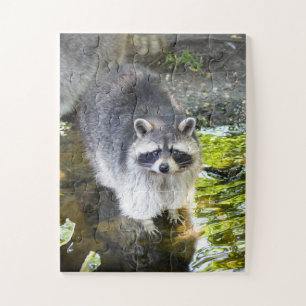 Raccoon zwemmen in rivierwater legpuzzel