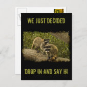 Raccoons Briefkaart (Voorkant / Achterkant)