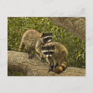 Raccoons Briefkaart