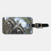 Raccoons Procyon Lotor) van het vismeer in het mid Bagagelabel (Voorkant horizontaal)
