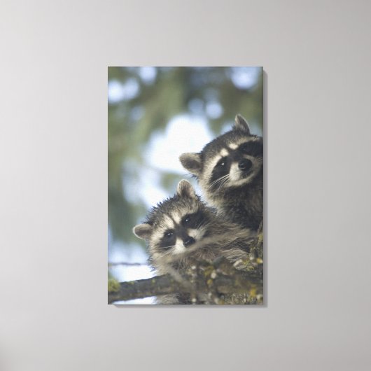 Raccoons Procyon Lotor) van het vismeer in het mid Canvas Afdruk (Voorkant)