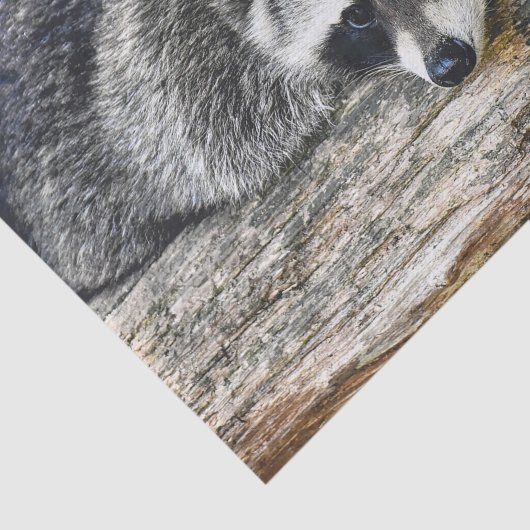 Raccu 2-weefselpapier tissuepapier (Detail)