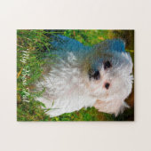 Race de chien maltais. Puzzle (Horizontal)