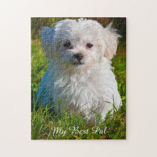 Race de chien maltais. Puzzle (Vertical)