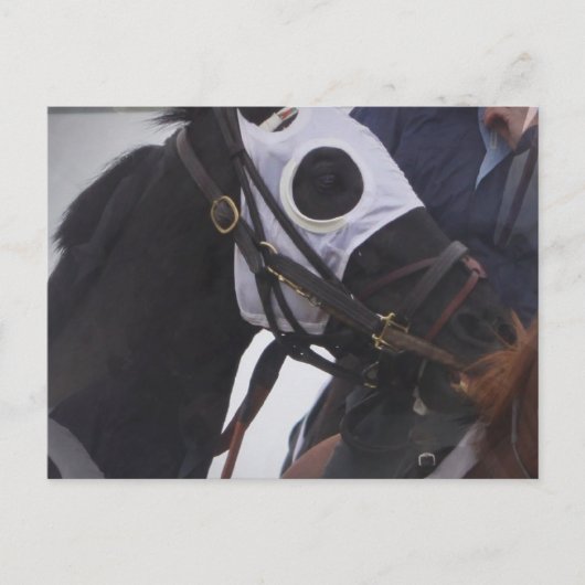 Race Horse Briefkaart (Voorkant)