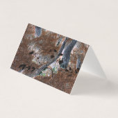 "Racines" Arbres Gnarled, Aiguilles De Pins, Planc (Back)