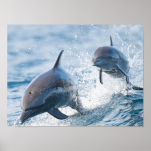 Racing Bottlenose Dolphins Duo Kantoor en Dorm Poster