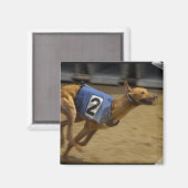 Racing Greyhound Carré Magnet (Recto/Verso)